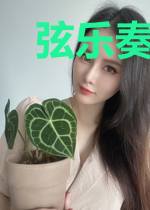 弦乐奏相思