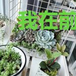 我在前面等你们突破