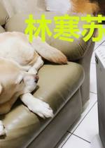林寒苏青禾