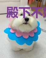 殿下不嫁何撩