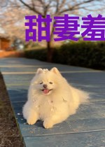 甜妻羞羞:总裁老公,宠上天