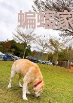 蝙蝠家的小精灵